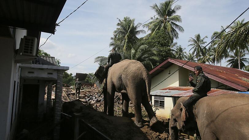 In den betroffenen Gebieten im Norden Sumatras gibt es stellenweise nur für Elefanten ein Durchkommen. In den betroffenen Gebieten im Norden Sumatras gibt es stellenweise nur für Elefanten ein Durchkommen.