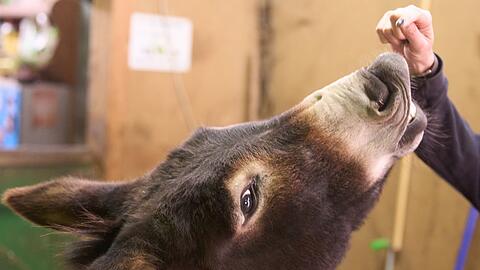 Esel werden im Tourismus und f&uuml;r Therapiezwecke eingesetzt. (Archivbild)