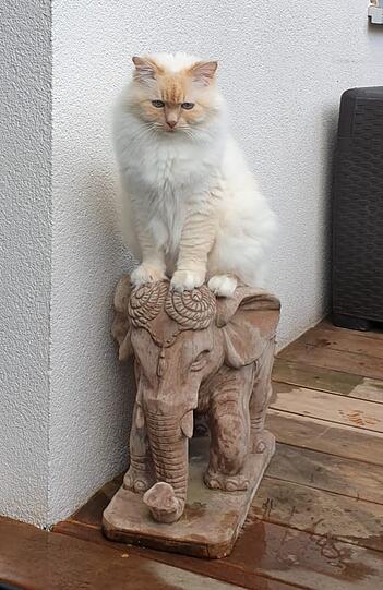 Merlin