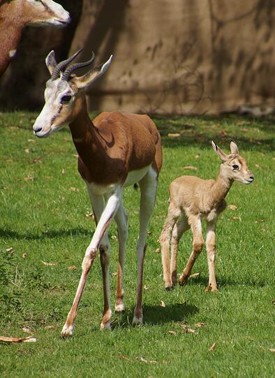 Lang ersehnter Nachwuchs im Frühling: Mhorrgazellen-Baby Pestacia mit Mutter Malia.