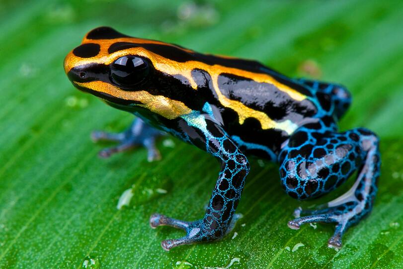 Diese kleinen Tierchen fallen besonders durch ihr farbenprächtiges Aussehen auf: Pfeilgiftfrösche. Doch die vor allem in Mittel- und Südamerika lebenden Frösche sind zudem sehr giftig und sondern Gift über ihre Hautdrüsen ab. Indigene Völker nutzen das Gift der Frösche, um ihre Blasrohrpfeile damit zu präparieren. Nicht nur tierische Feinde des Froschs werden durch das Gift abgewehrt, selbst Menschen könnten dadurch zu Tode kommen. Diese kleinen Tierchen fallen besonders durch ihr farbenprächtiges Aussehen auf: Pfeilgiftfrösche. Doch die vor allem in Mittel- und Südamerika lebenden Frösche sind zudem sehr giftig und sondern Gift über ihre Hautdrüsen ab. Indigene Völker nutzen das Gift der Frösche, um ihre Blasrohrpfeile damit zu präparieren. Nicht nur tierische Feinde des Froschs werden durch das Gift abgewehrt, selbst Menschen könnten dadurch zu Tode kommen.