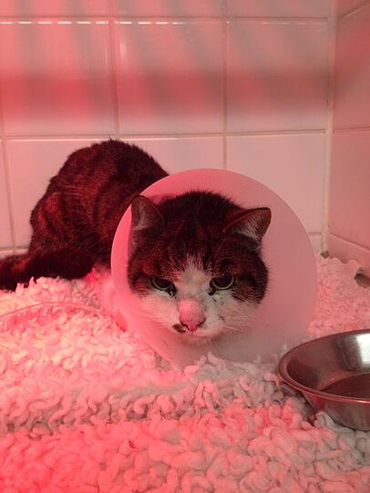 Er ist noch schwach, wird aber wieder gesund: Paulchen in der Tierklinik.