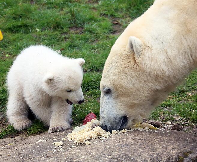 Die Eisbärenbabys begeistern die Besucher vom Tierpark Hellabrunn.
