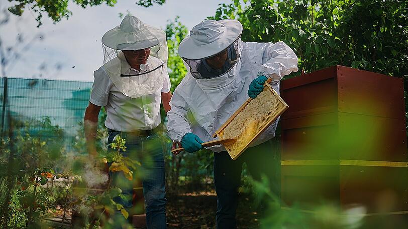 Am Standort Mannheim finden einige Bienenvölker in Bienenstämmen Unterschlupf.