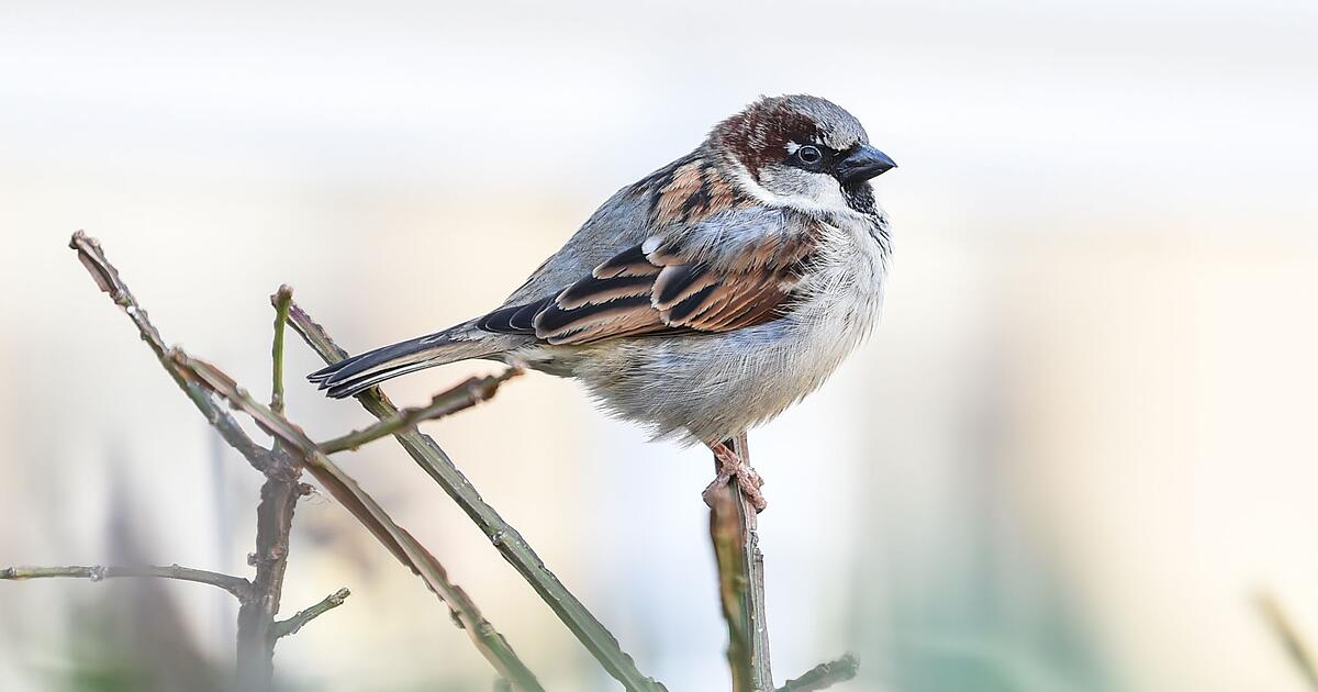Natursch-tzer-Immer-weniger-V-gel-in-Bayerns-G-rten