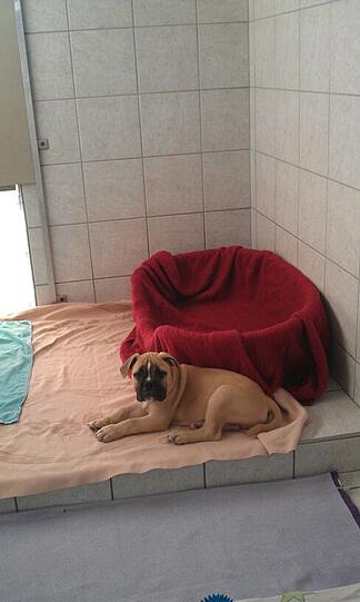 Das Leiden dieser Olde English Bulldogge hat ein Ende.
