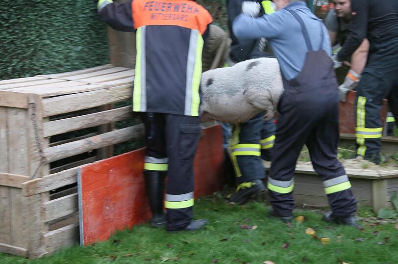 "Sissi" on Tour - die Bilder der Entdeckungsreise von Bayerns (spätestens jetzt) berühmtesten Hausschwein.