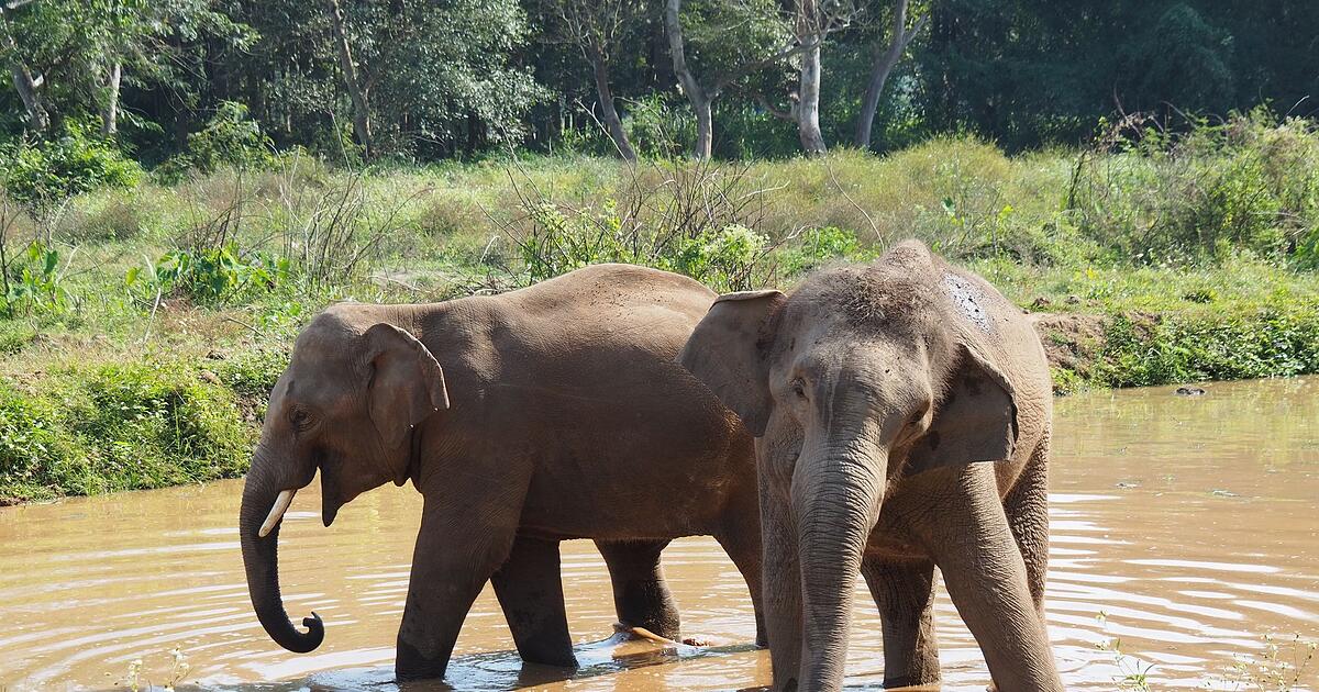 T-dlicher-Elefanten-Angriff-Thailand-verst-rkt-Sicherheit