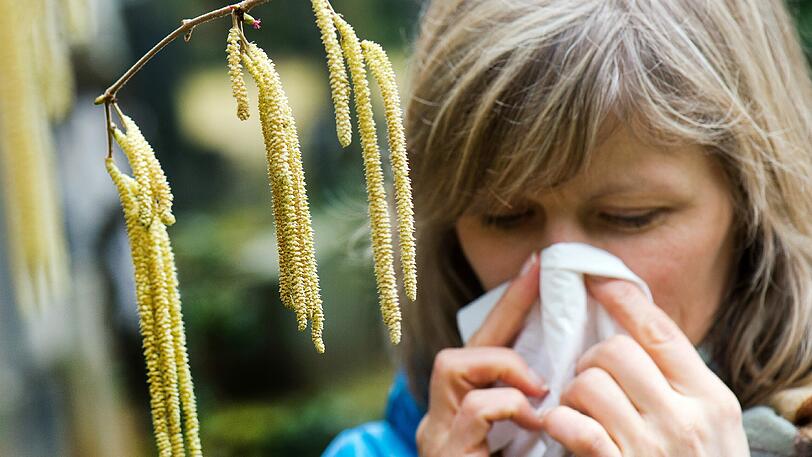 Bald schwirren sie wieder durch die Luft: Haselpollen, die bei Allergikern schnell zu roten Nasen führen können. (Symbolbild)