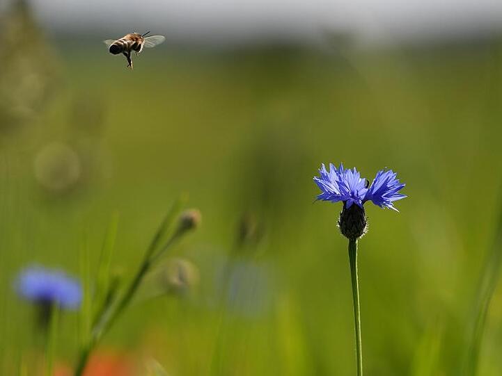 Eine Biene fliegt auf eine Kornblume zu. Foto: Angelika Warmuth/Archivbild