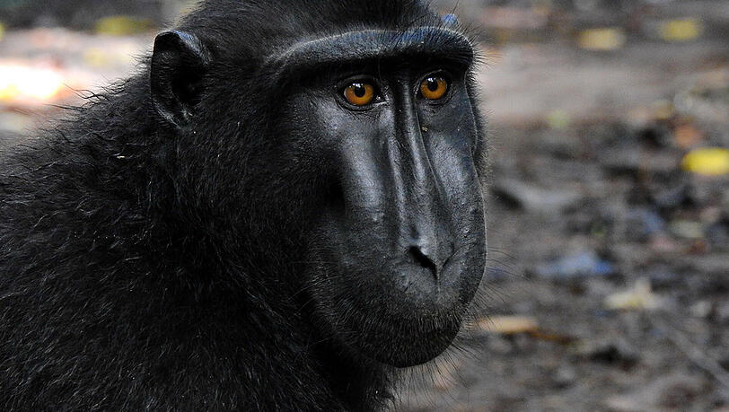 Der Affe grinst im Jahr 2011 in die Linse einer Kamera und drückt ab. Die Bilder gehen als "Affen-Selfies" um die Welt.