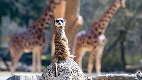 Erdmännchen und Giraffen leben in Hellabrunn in direkter Nachbarschaft.