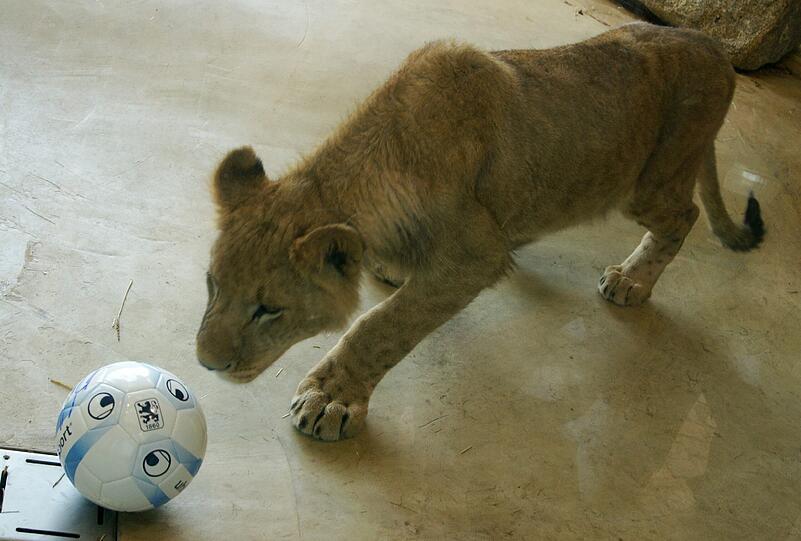 Zwei einjährige Löwenjungs wohnen seit einigen Tagen im Tierpark Hellabrunn. Und der TSV 1860 hat für sie eine Patenschaft übernommen. Klicken Sie durch die besten Aufnahmen von den verspielten Tieren!