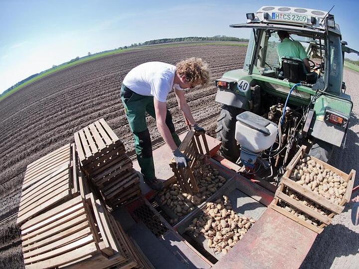 Vorgekeimte Kartoffeln werden von einem Landwirt auf einem Feld in Dämmen gesetzt. Foto: Julian Stratenschulte/Archivbild
