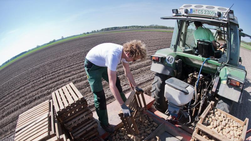 Vorgekeimte Kartoffeln werden von einem Landwirt auf einem Feld in Dämmen gesetzt. Foto: Julian Stratenschulte/Archivbild Vorgekeimte Kartoffeln werden von einem Landwirt auf einem Feld in Dämmen gesetzt. Foto: Julian Stratenschulte/Archivbild