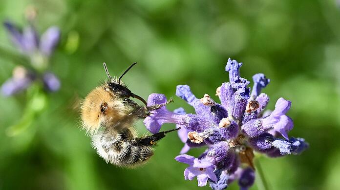 Eine Biene sammelt Nektar auf einer Lavendelblüte.