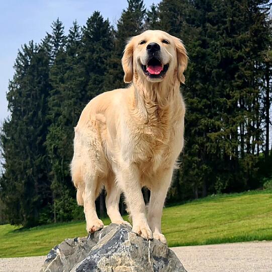 Fräulein Smilla: Jeder hat wohl seinen besten Hund, wir haben halt den Allerbesten erwischt.