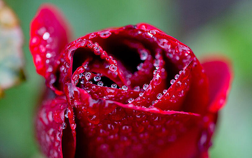 Diese Rosenblüte sieht mit den vielen Wassertropfen fast aus wie eine Skulptur.