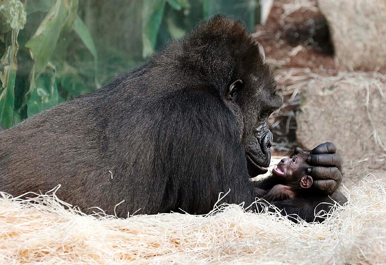 Das ist das Gorilla-Baby Nafi, das im Februar 2013 das Licht der Welt erblickte. Aus dem Monat stammen auch diese Bilder.