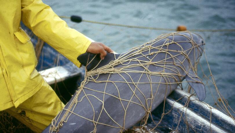 Walfangkommission warnt vor Aussterben der Vaquitas