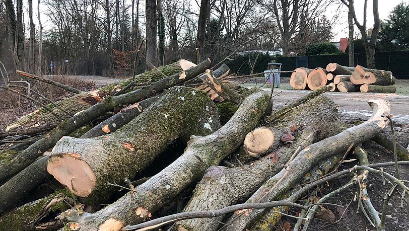 Etwa 30 B&auml;ume istnd an der Isar gef&auml;llt worden