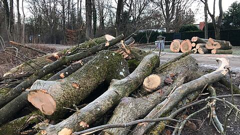Etwa 30 B&auml;ume istnd an der Isar gef&auml;llt worden