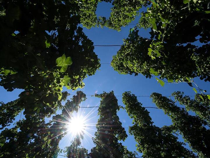 Hopfen wächst auf einem Feld. Foto: Sven Hoppe/Archiv