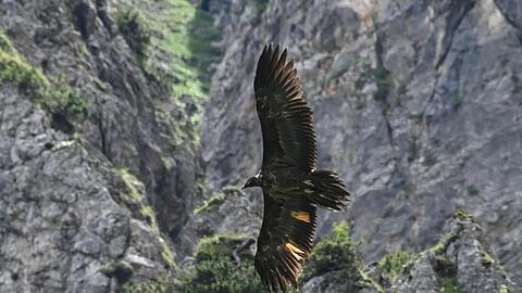 Der Bartgeier Wally fliegt im Nationalpark Berchtesgaden durch die Lüfte.