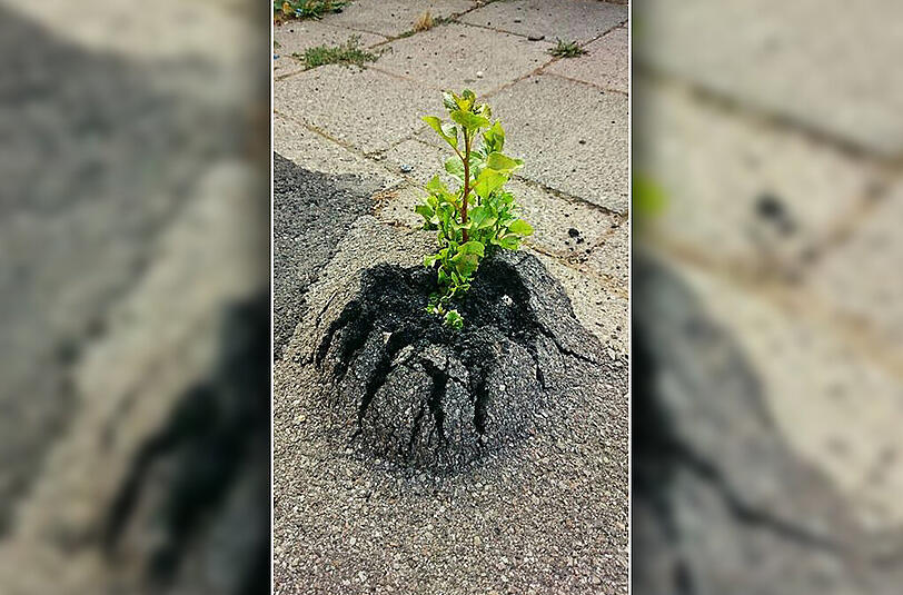 Hat sich ein ungewöhnliches Plätzchen ausgesucht: die Pflanze im Radlweg.