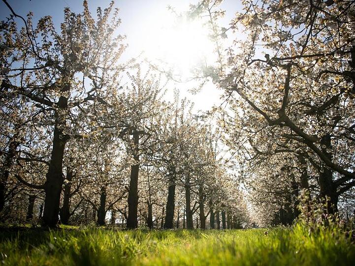 Kirschbäume blühen in einer Obstbaumplantage.