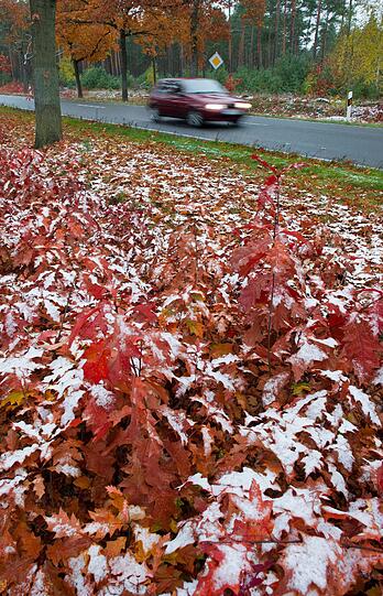 Wenn der Herbst dem Winter wecihen muss: Erste Schneeflocken im brandenburgischen Peitz.