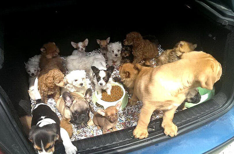 Tausende Hundewelpen werden jährlich aus Profitgier durch Europa gekarrt und billig verkauft.