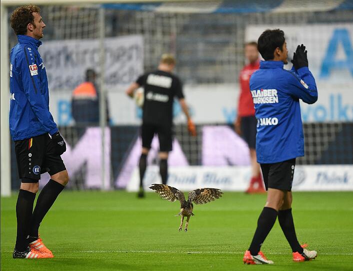 Eine Eule hatte sich am Montagabend zum Spiel des TSV 1860 und Kapitän Christopher Schindler in der Allianz Arena gegen den KSC verirrt.