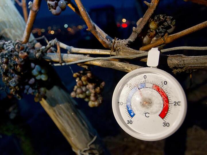 Minusgrade sind auf einem Thermometer an einem Silvanerrebstock abzulesen. Foto: Daniel Karmann/Archiv