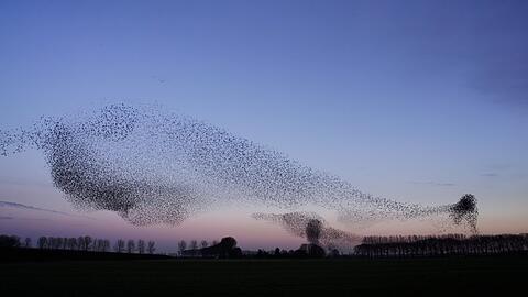 Ein Vogelschwarm formt Figuren in der Luft. Ein Vogelschwarm formt Figuren in der Luft.