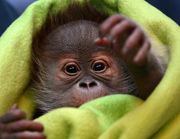 Das Orang-Utan-Mädchen Rieke entzückte Anfang 2015 die Besucher im Berliner Zoo. Das Affenbaby wurde mit dem Fläschchen aufgepäppelt, weil ihre Mutter es nach der Geburt nicht annahm. Es kam dann in eine Einrichtung an der Südküste Englands.
