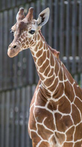 Giraffe Zawadi