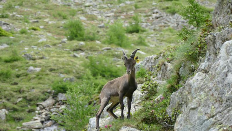 Alpensteinbock "Wotan" aus dem Münchner Tierpark Hellabrunn lebt jetzt in den Alpen (Symbolbild). Alpensteinbock "Wotan" aus dem Münchner Tierpark Hellabrunn lebt jetzt in den Alpen (Symbolbild).