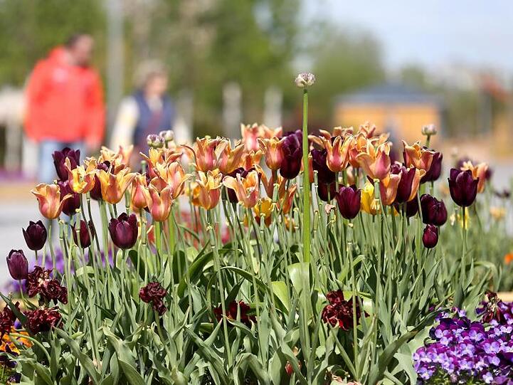 Besucher der Landesgartenschau laufen über das weitläufige Gelände. Foto: Roland Weihrauch/dpa