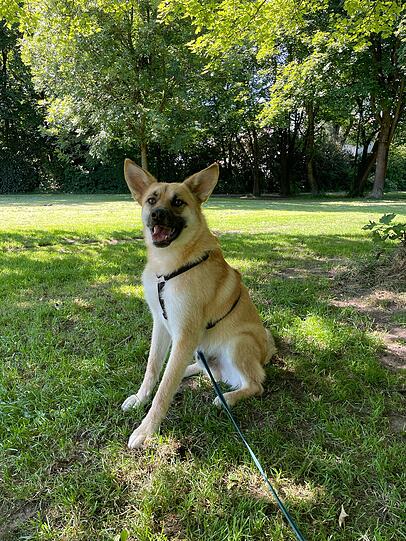 Archie