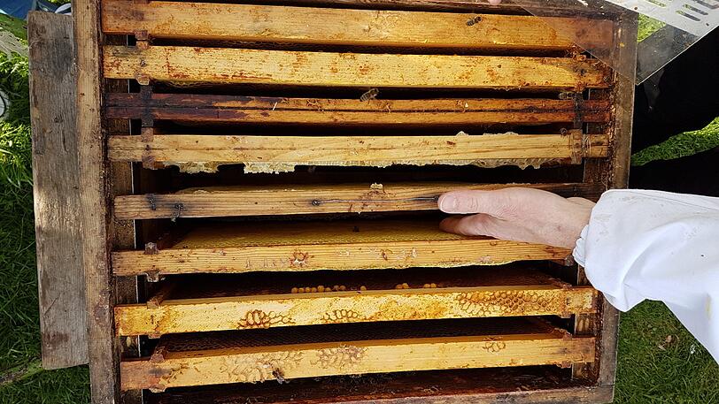 Die Milben schneiden die Honigbienen auf und saugen sie aus - dies gilt es zu verhindern!