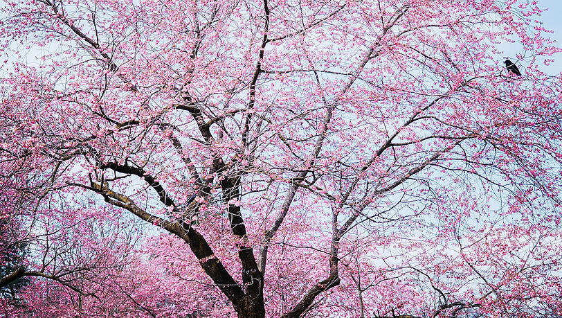 Die Kirschb&auml;ume waren ein Geschenk aus Japan anl&auml;sslich der Olympischen Spiele 1972.