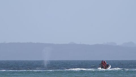 Der vor zeitweise vor Timmendorfer Strand gestrandete Buckelwal sorgte auch davor schon f&uuml;r Schlagzeilen.