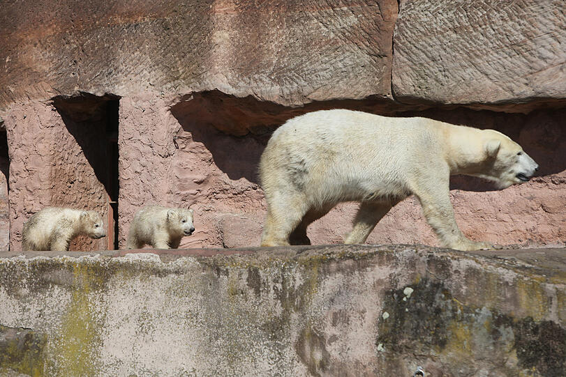 Unsere Eisbärchen Aleut und Gregor mit Mama Vera bei ihrem ersten Ausflug im Freigehege.