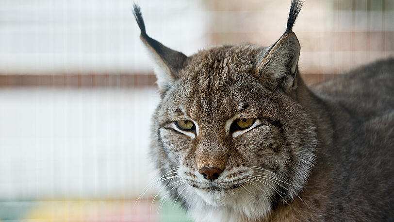 Das Luchs-Weibchen "Anubis" sitzt in seinem Gehege.