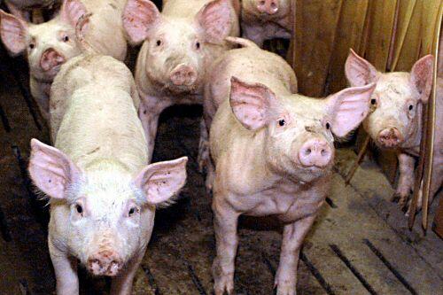 Intelligent, süss und sozial: Schweine