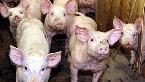 Intelligent, süss und sozial: Schweine Intelligent, süss und sozial: Schweine