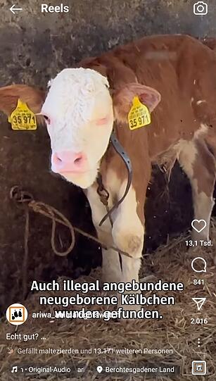Ein Screenshot des Videoclip mit den angebundenen Kälbern. Screenshot: Kilian Pfeiffer