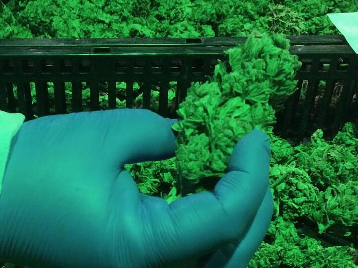 Nach der Ernte werden Cannabis-Blüten bei einer Herstellungsfirma in Israel getrocknet.