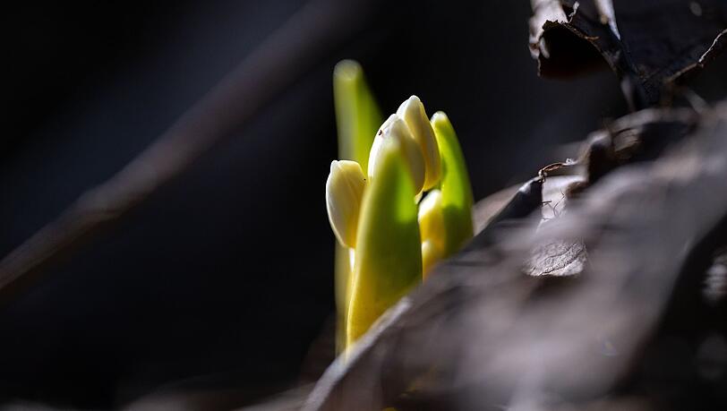 Mancherorts sind schon erste Vorboten des Frühlings zu sehen. (Symbolbild) Mancherorts sind schon erste Vorboten des Frühlings zu sehen. (Symbolbild)
